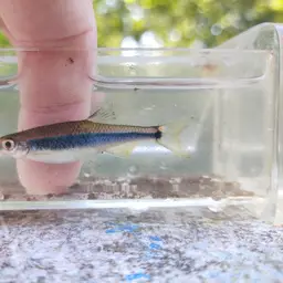 Apalachee Shiner, photo 8