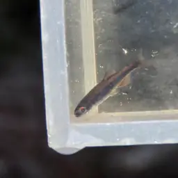 Apalachee Shiner, photo 9