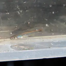 Apalachee Shiner, photo 10