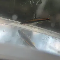 Apalachee Shiner, photo 11