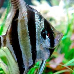 Angel Fish