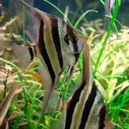 Angel Fish, photo 2