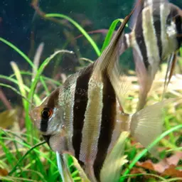 Angel Fish, photo 3