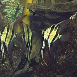 Angel Fish, photo 4