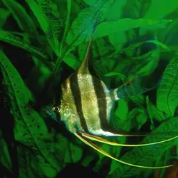 Angel Fish, photo 5
