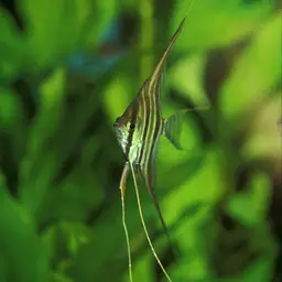 Angel Fish, photo 6