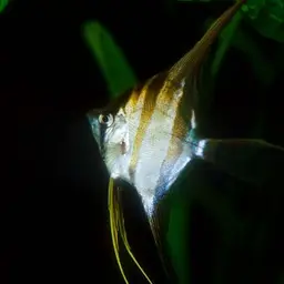 Angel Fish, photo 7