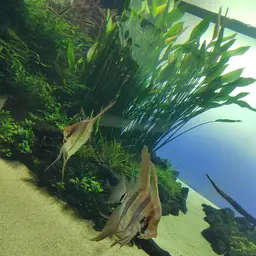 Angel Fish, photo 8