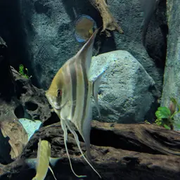 Angel Fish, photo 9