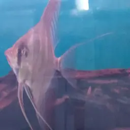 Angel Fish, photo 10