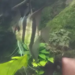 Angel Fish, photo 11