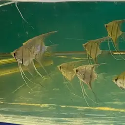 Angel Fish, photo 12
