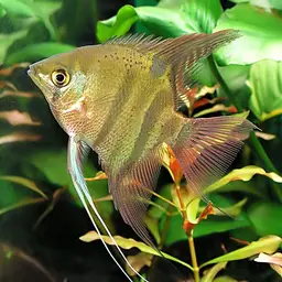 Dwarf Angelfish, photo 1