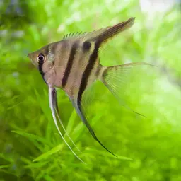 Dwarf Angelfish, photo 2
