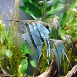 Angelfish, photo 2