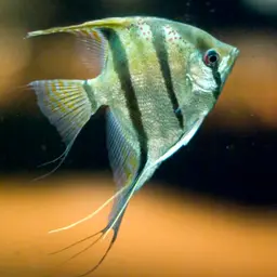 Angelfish