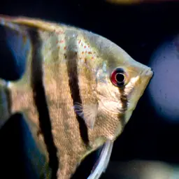 Angelfish, photo 4