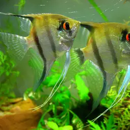 Angelfish, photo 5
