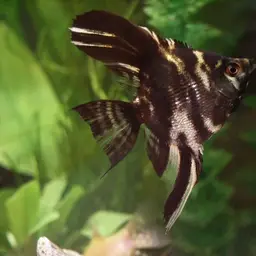 Angelfish, photo 6