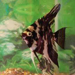 Angelfish, photo 7