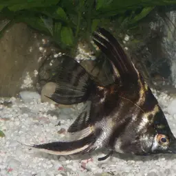 Angelfish, photo 8