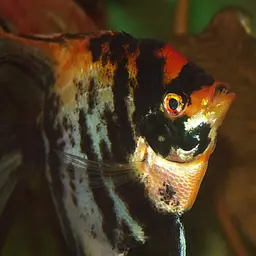 Angelfish, photo 9