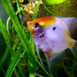 Angelfish, photo 10
