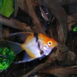 Angelfish, photo 11