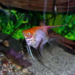 Angelfish, photo 12