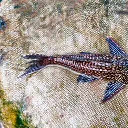 Southern Sailfin Catfish, photo 2