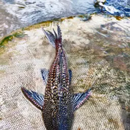 Southern Sailfin Catfish, photo 3