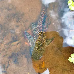 Southern Sailfin Catfish, photo 4