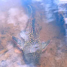 Southern Sailfin Catfish, photo 5