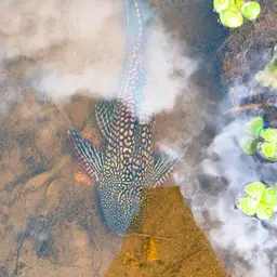 Southern Sailfin Catfish, photo 6