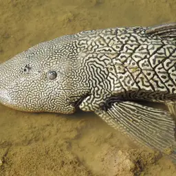 Southern Sailfin Catfish, photo 7