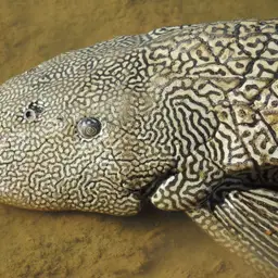 Southern Sailfin Catfish, photo 8