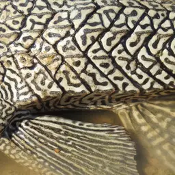 Southern Sailfin Catfish, photo 9
