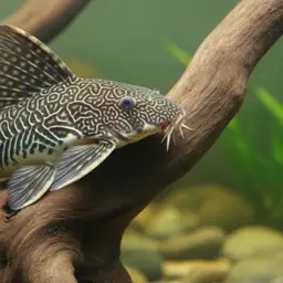 Southern Sailfin Catfish, photo 1
