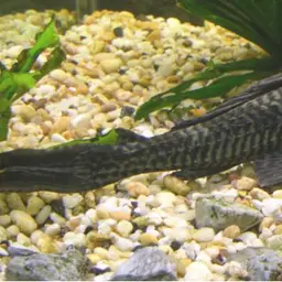 Amazon Sailfin Catfish