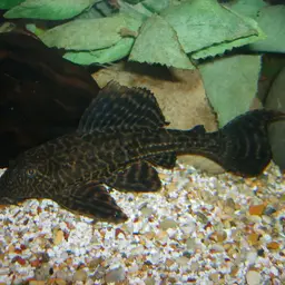 Amazon Sailfin Catfish, photo 2