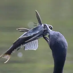 Amazon Sailfin Catfish, photo 3