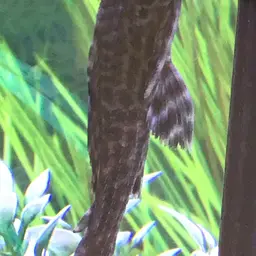 Amazon Sailfin Catfish, photo 4