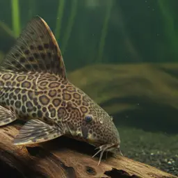 Amazon Sailfin Catfish, photo 5