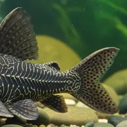 Peruvian King Pleco