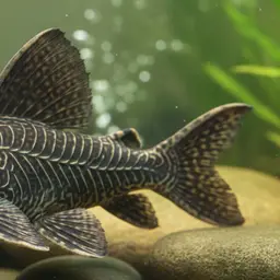 Ranger Pleco, photo 1