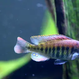 Haplochromis nyererei