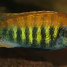 Haplochromis nyererei, photo 2