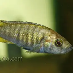 Haplochromis nyererei, photo 3