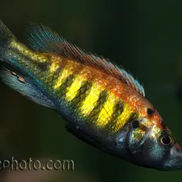 Haplochromis nyererei, photo 4
