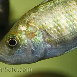 Haplochromis nyererei, photo 5